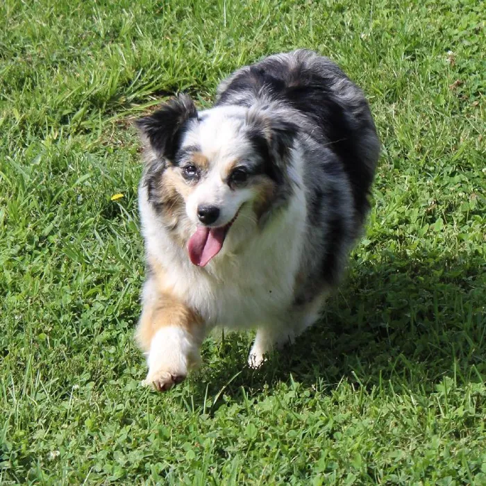Female Mini Aussie dog named Fluffy for sale at A Dog's Dream.