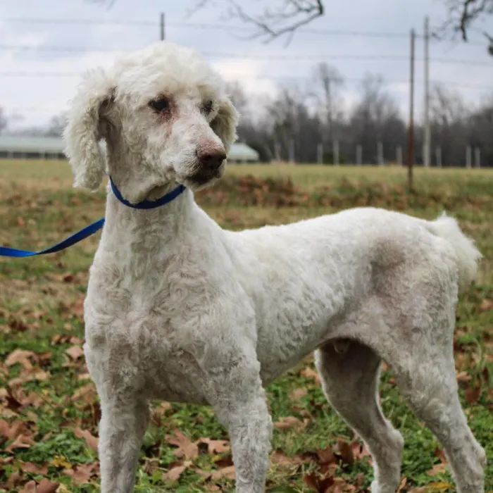 Male Standard Poodle dog named Max for sale at A Dog's Dream.