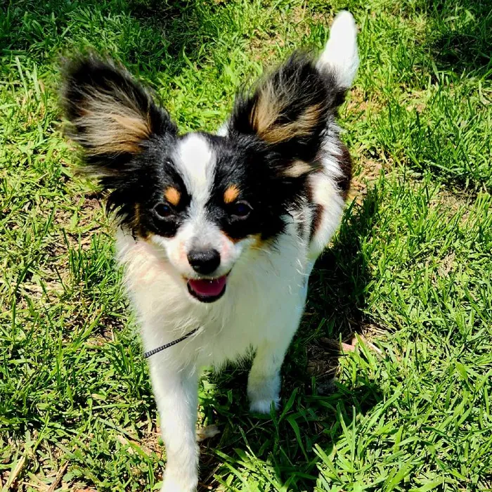 Male Papillon Dog for Sale in Neosho, MO