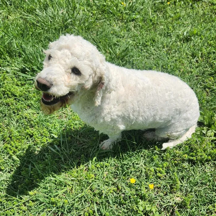 Female Bichon Dog for Sale in Neosho, MO