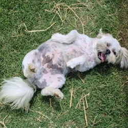 Male Lhasa Apso dog named George for sale at A Dog's Dream.