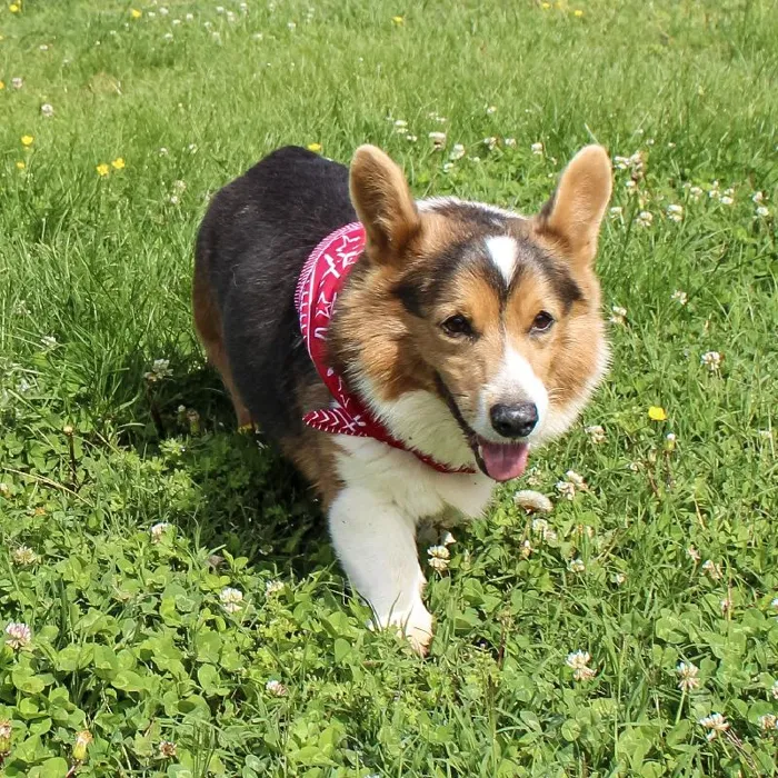 Male Pembroke Welsh Corgi dog named Chauncy for sale at A Dog's Dream.