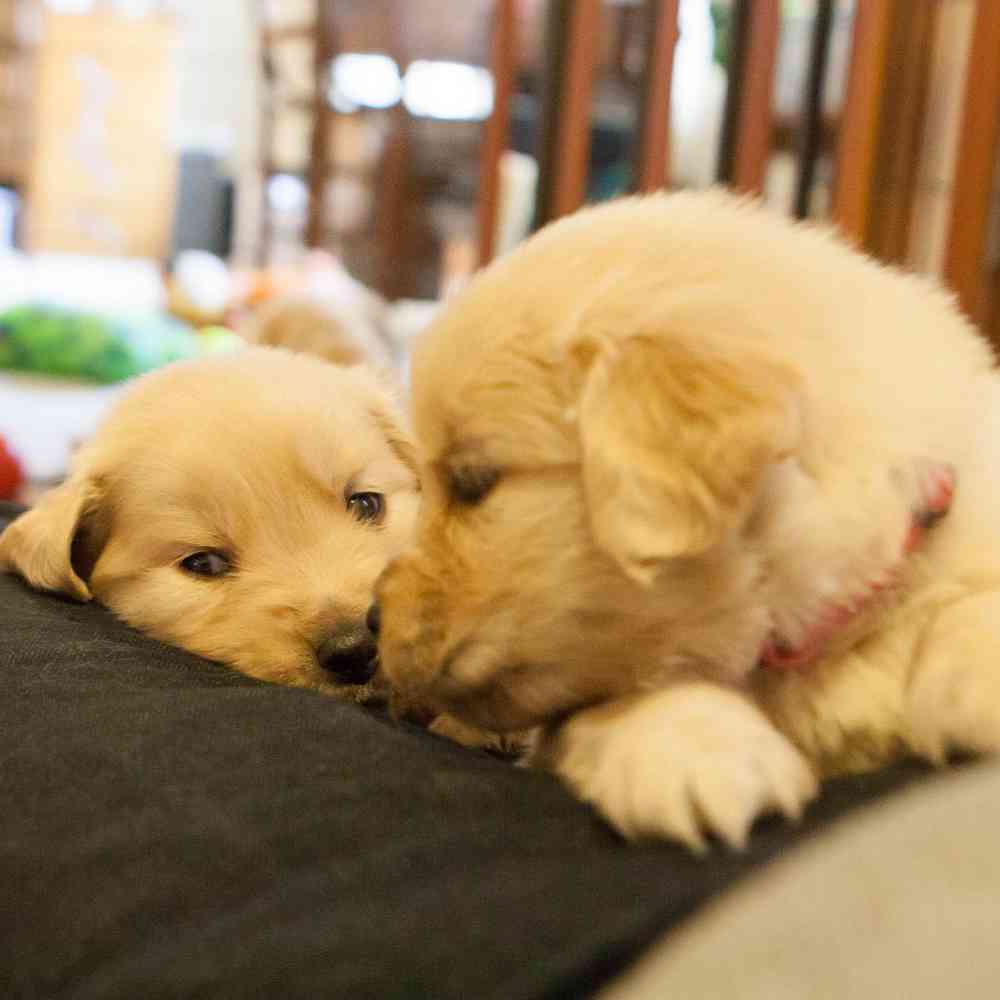 Golden Retriever Puppies for Sale image