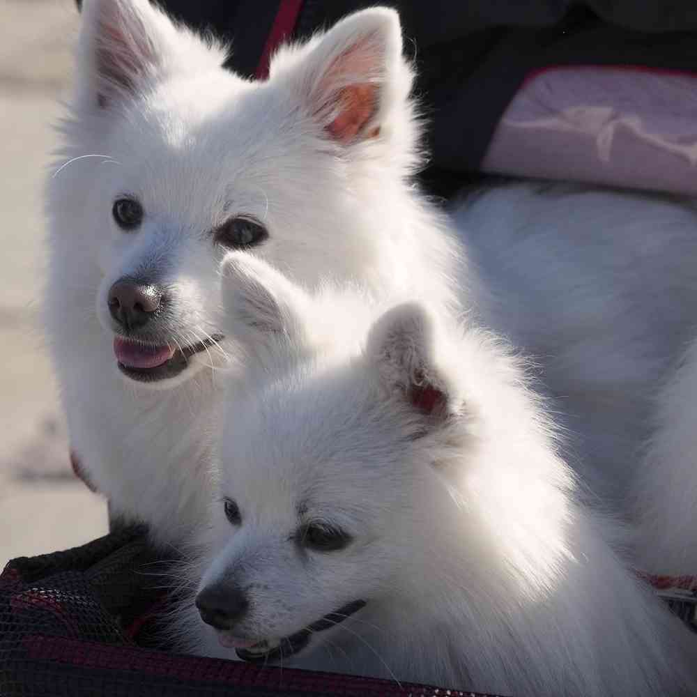 American Eskimo Puppies for Sale image
